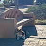 Ophelia is registered to the contest to win money with this photo: dog, corgi, bench, outdoor, shade, sunlight, pavement, fence, greenery, sign, resting, pet, leisure, quiet, daytime, shadow, canine, animal, park, humor