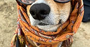 Ophelia is registered to the contest to win money with this photo: dog, sunglasses, scarf, beach, sand, pet, animal, outdoor, closeup, canine, fashion, accessory, summer, leash, portrait, cool, funny, brown, white, chair