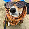 dog, sunglasses, scarf, beach, sand, pet, animal, outdoor, closeup, canine, fashion, accessory, summer, leash, portrait, cool, funny, brown, white, chair