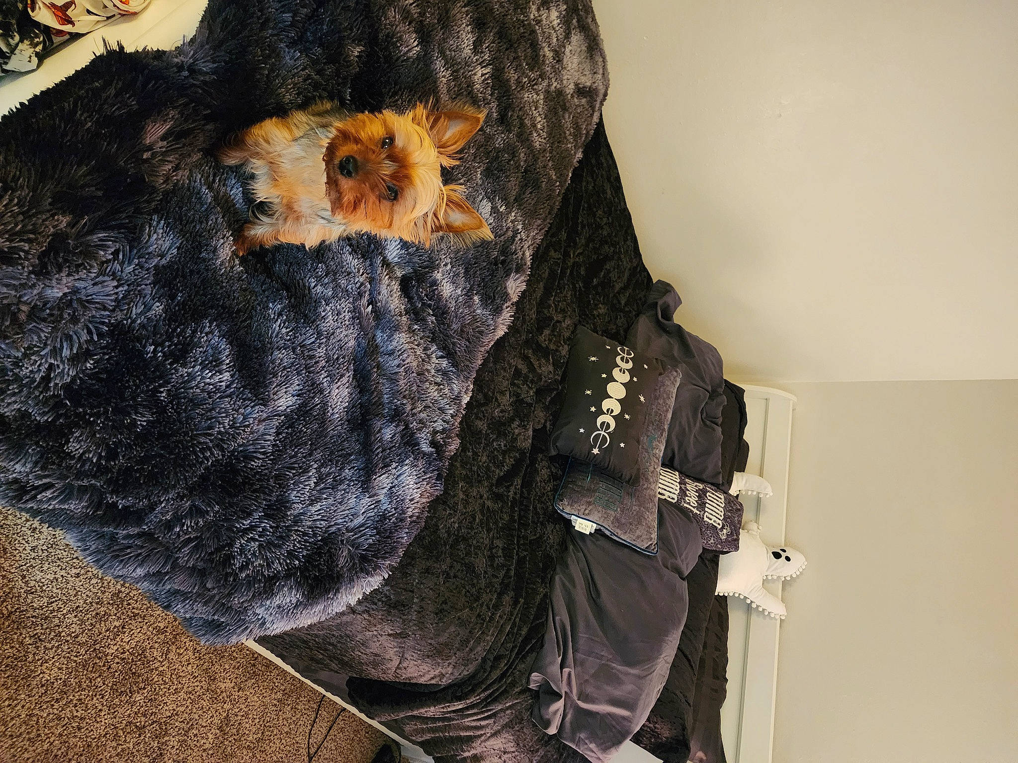 Tucker is registered to the contest to win money with this photo: carnivore, comfort, dog_breed, fashion_accessory, fashion_design, fur, fur_clothing, hat, pattern, personal_protective_equipment, scarf, sleeve, snout, sporting_group, stuffed_toy, tail, thread, toy, wool, woolen