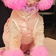 Hope is registered to the contest to win money with this photo: dog, poodle, pink, fur, clothing, pet, cute, animal, portrait, indoor, fashion, accessory, nail_polish, pink_ears, pink_paws, fluffy, cute_dog, pet_clothing, well_groomed, table