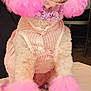 dog, poodle, pink, fur, clothing, pet, cute, animal, portrait, indoor, fashion, accessory, nail_polish, pink_ears, pink_paws, fluffy, cute_dog, pet_clothing, well_groomed, table