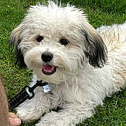 Liam is registered to the contest to win money with this photo: animal, canine, companion, cute, dog, fluffy, fur, grass, green, happy, leash, lying_down, nature, outdoor, park, pet, playing, smiling, summer, white_dog