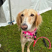 Shirley joined the competition — help win amazing prizes! animal, beaded_necklace, canine, closeup, cute, daytime, dog, domestic_animal, fence, friendly, grass, leash, mammal, nature, outdoor, pet_accessory, pink_bows, portrait, summer, tent