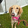 animal, beaded_necklace, canine, closeup, cute, daytime, dog, domestic_animal, fence, friendly, grass, leash, mammal, nature, outdoor, pet_accessory, pink_bows, portrait, summer, tent
