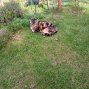 Pantoufe participe au concours pour gagner de l'argent avec cette photo : cat, tabby_cat, grass, garden, plants, sunlight, outdoor, nature, peaceful, relaxed, animal, pet, feline, greenery, shrub, tool, daylight, leaves, resting, vegetation