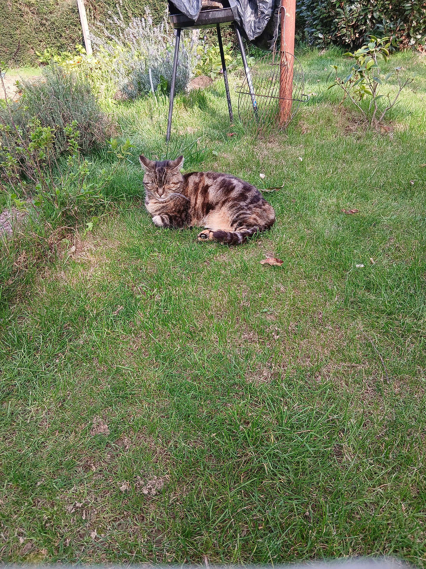 Pantoufe participe au concours pour gagner de l'argent avec cette photo : cat, tabby_cat, grass, garden, plants, sunlight, outdoor, nature, peaceful, relaxed, animal, pet, feline, greenery, shrub, tool, daylight, leaves, resting, vegetation