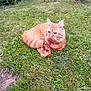 alert, animal, cat, cute, daylight, ears, feline, fur, garden, grass, greenery, lying_down, nature, orange_cat, outdoor, pet, plant, relaxing, tabby, whiskers