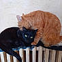 affection, animal, black_cat, cat, companion, cozy, cute, domestic, feline, friendship, fur, ginger_cat, grooming, home, indoor, pets, radiator, resting, two_cats, warm