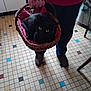 animal, basket, black_cat, cat, cozy, domestic, floor, hand, home, indoor, long_sleeve, pants, person, pet, red_cloth, slippers, standing, tiled_floor, wicker_basket, yellow_eyes