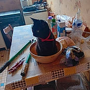 Sylvie Vaintan a rejoint le concours — aidez-le/la à gagner de superbes lots ! black_cat, bowl, bread, cat, chair, cluttered, collar, curious, domestic, floor_tiles, food_package, household_items, indoor, kitchen, pet, plastic_bottle, table, tools, wallpaper, window