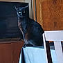animal, black_cat, cabinet, cat, chair, curious, domestic, feline, furniture, green_eyes, home, indoor, interior, looking, pet, sitting, table, tablecloth, television, wood
