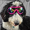 dog, goggles, black_and_white, fluffy, pet, indoor, portrait, close_up, canine, fur, tongue, cool, accessory, reflection, quilted_background, cute, animal, friendly, domestic_animal, muzzle