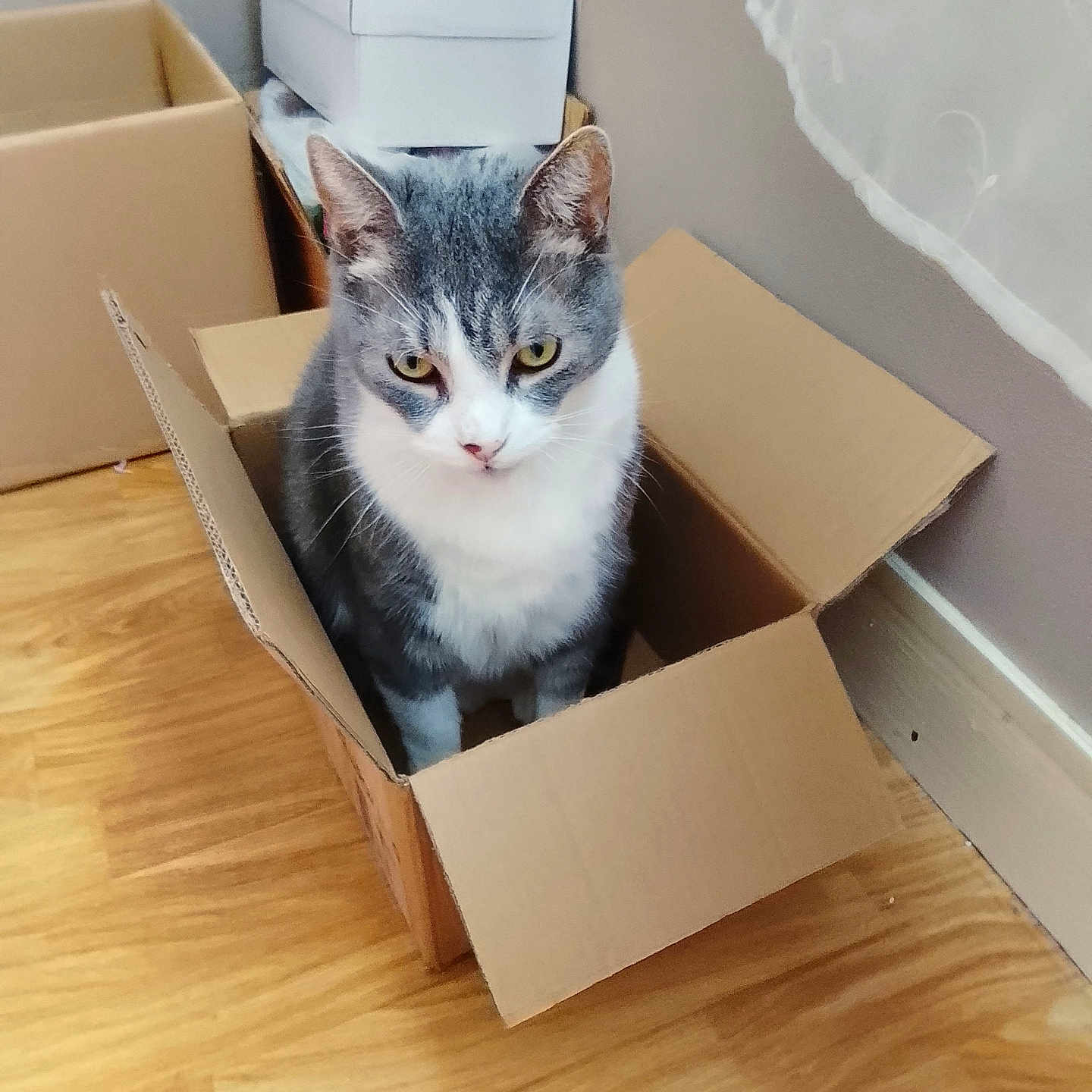 Xavier Marchand a rejoint le concours — aidez-le/la à gagner de superbes lots ! animal, box, cardboard_box, cat, cozy, curious, curtain, domestic, feline, floor, gray_cat, home, indoor, pet, sitting, small_space, wall, white_cat, wooden_floor, yellow_eyes