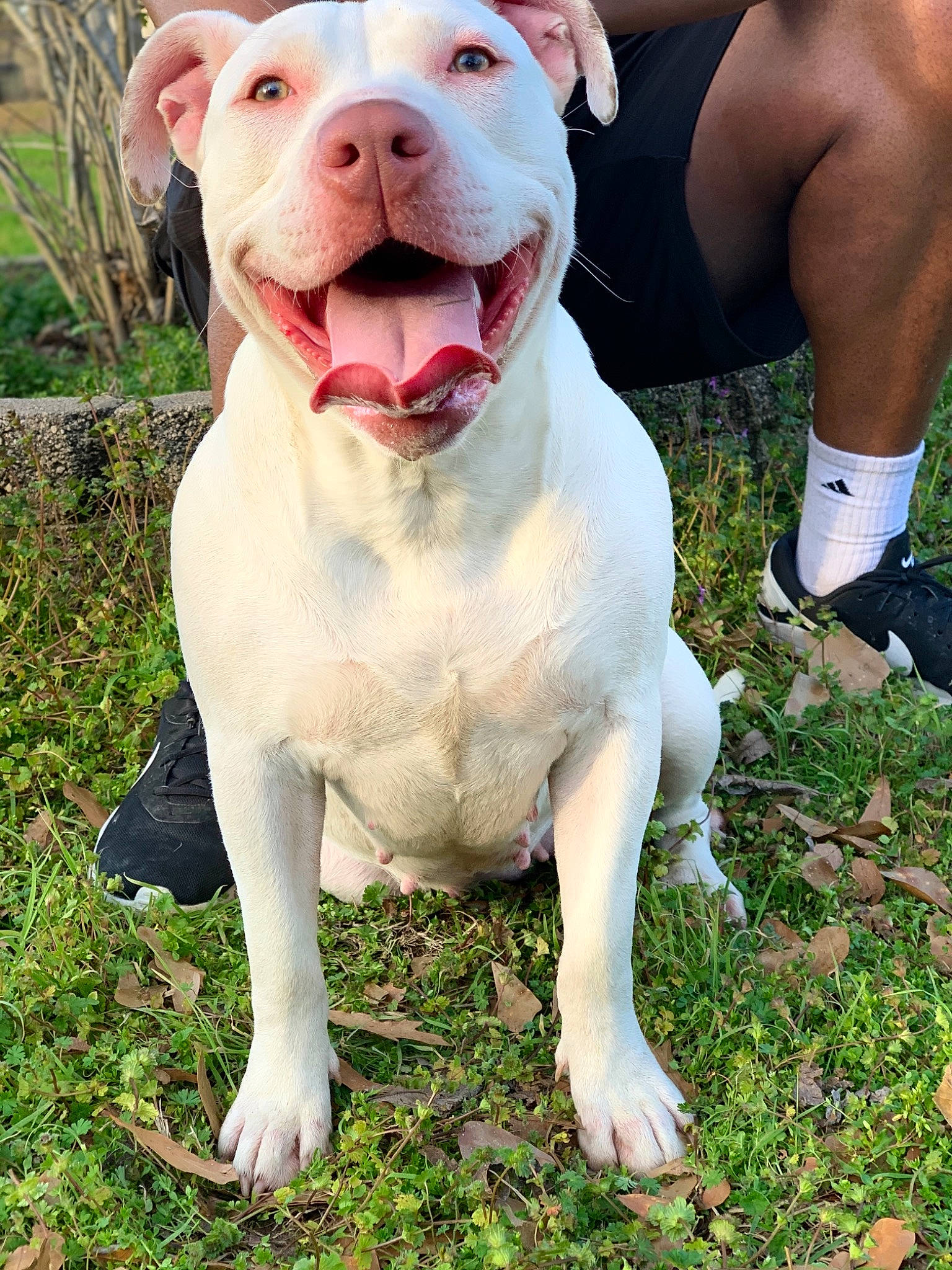 Zelda Nova joined the competition — help win amazing prizes! american_bulldog, american_pit_bull_terrier, american_staffordshire_terrier, bulldog, bully_kutta, canidae, carnivore, cordoba_fighting_dog, dog, dog_breed, dogo_guatemalteco, dorset_olde_tyme_bulldogge, fawn, mammal, molosser, non_sporting_group, pit_bull, rare_breed_dog, snout, vertebrate