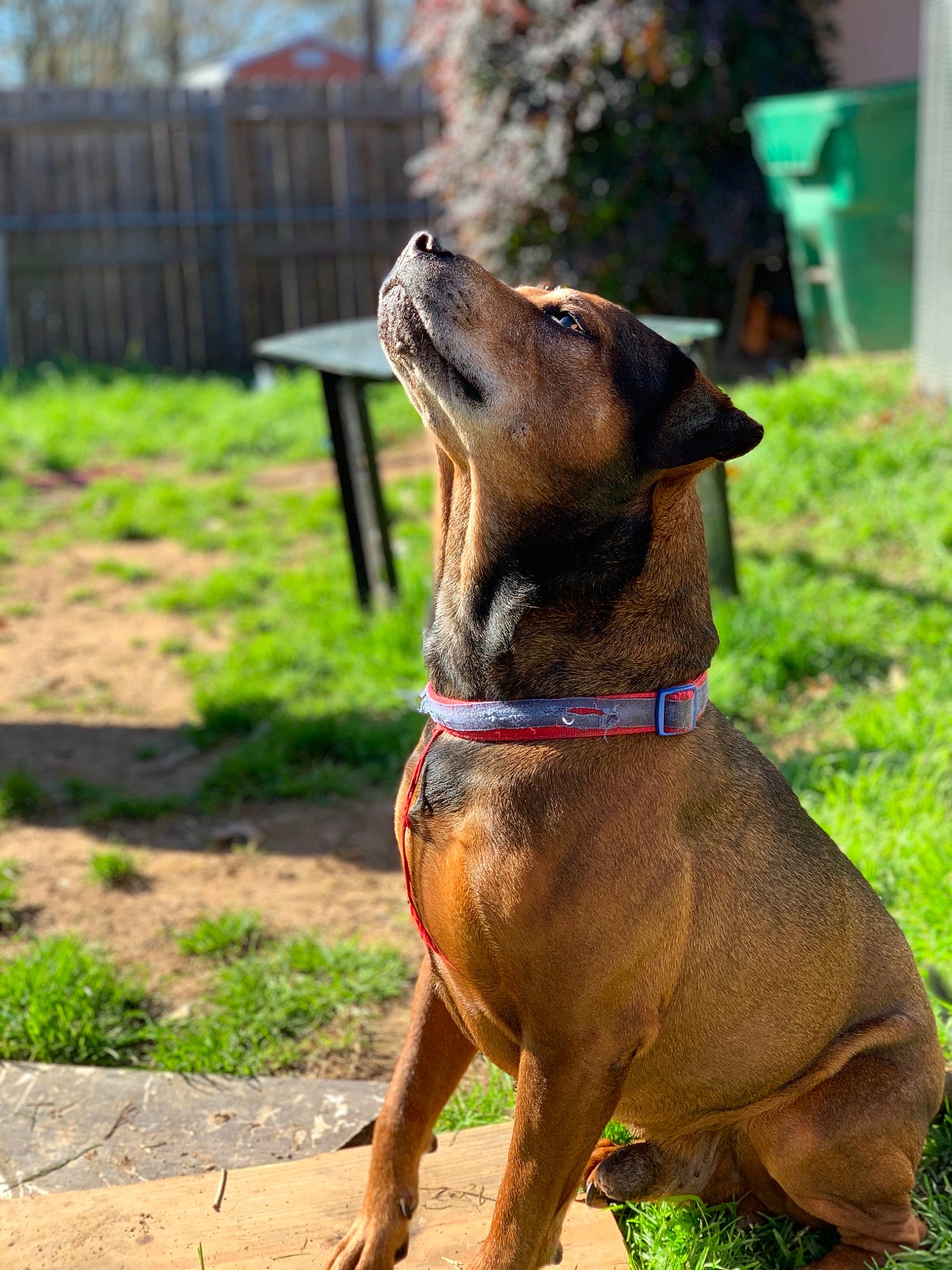 Tator Man joined the competition — help win amazing prizes! canidae, carnivore, collar, dog, dog_breed, fawn, mammal, rare_breed_dog, snout, vertebrate