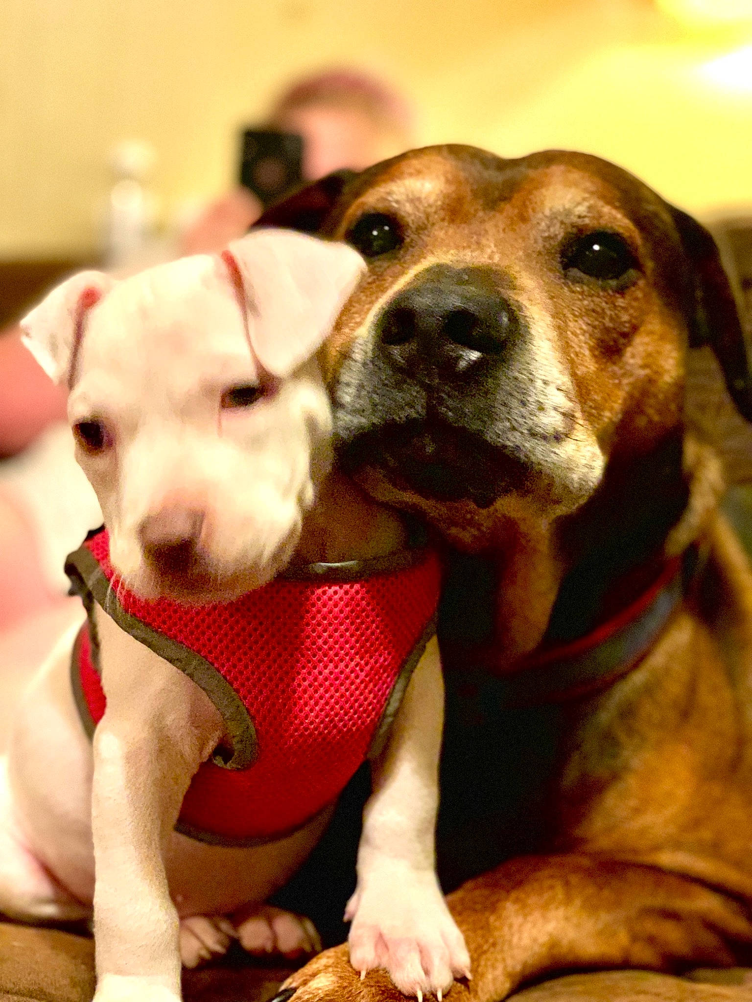 Tator Man joined the competition — help win amazing prizes! american_pit_bull_terrier, american_staffordshire_terrier, canidae, carnivore, companion_dog, dog, dog_breed, fawn, mammal, non_sporting_group, pit_bull, puppy, puppy_love, rare_breed_dog, snout, sporting_group, vertebrate