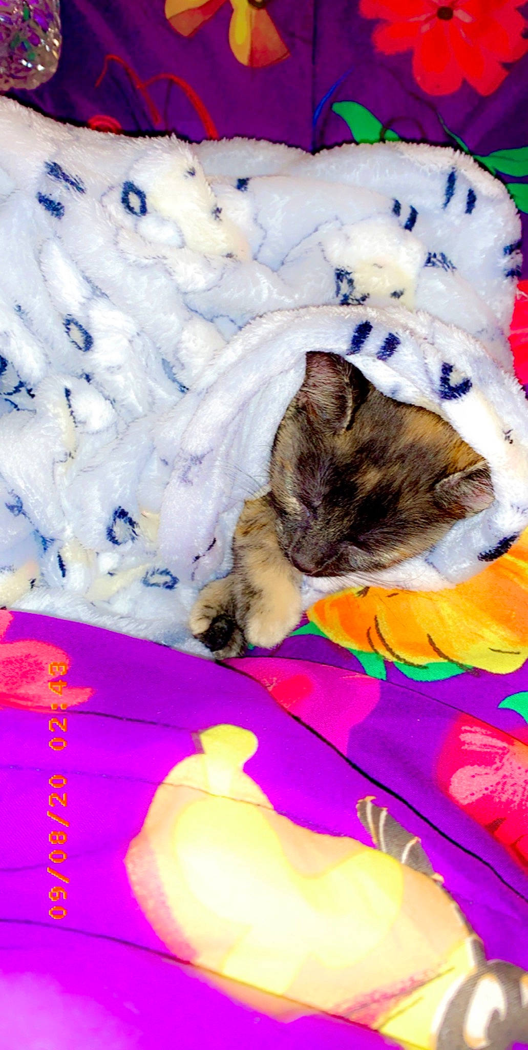 Dahlia joined the competition — help win amazing prizes! carnivore, cat, felidae, fur, kitten, nap, norwegian_forest_cat, sleep, small_to_medium_sized_cats, whiskers