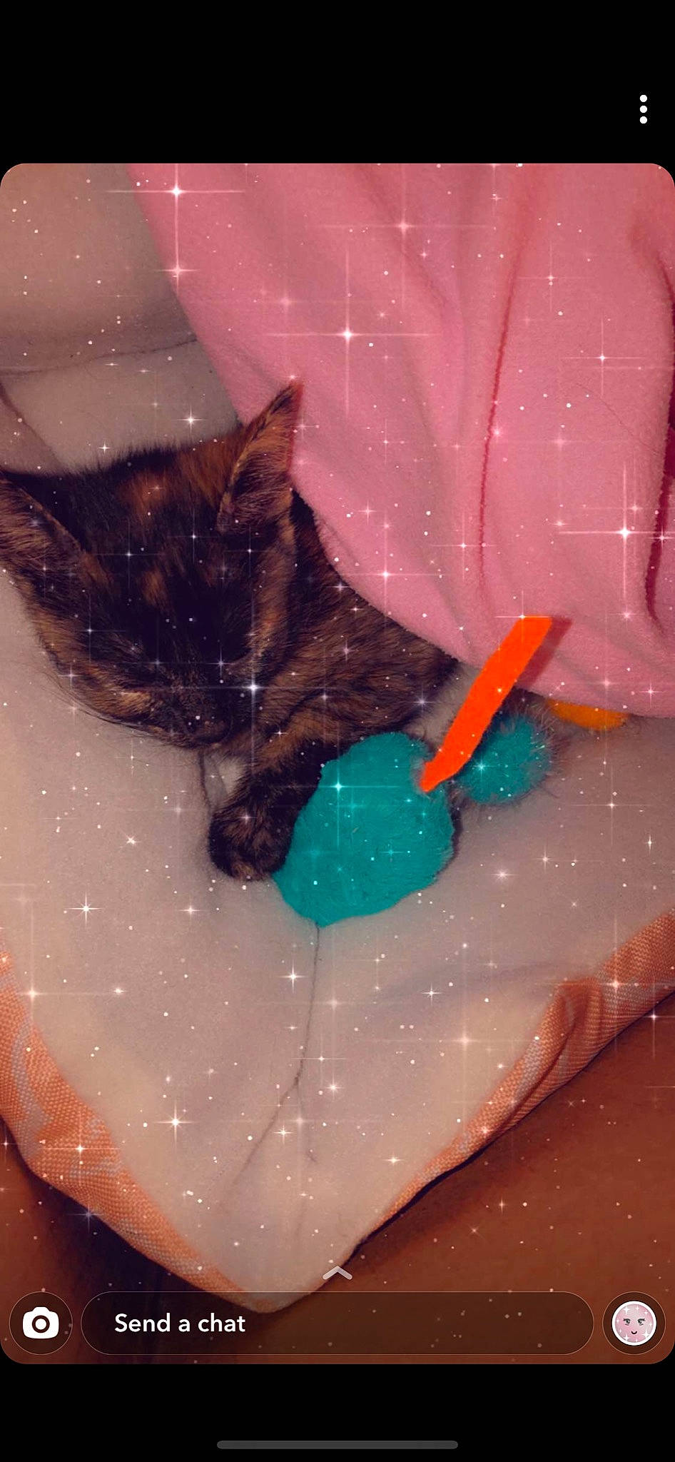 Dahlia is registered to the contest to win money with this photo: carnivore, cat, fawn, felidae, kitten, small_to_medium_sized_cats, tail, whiskers