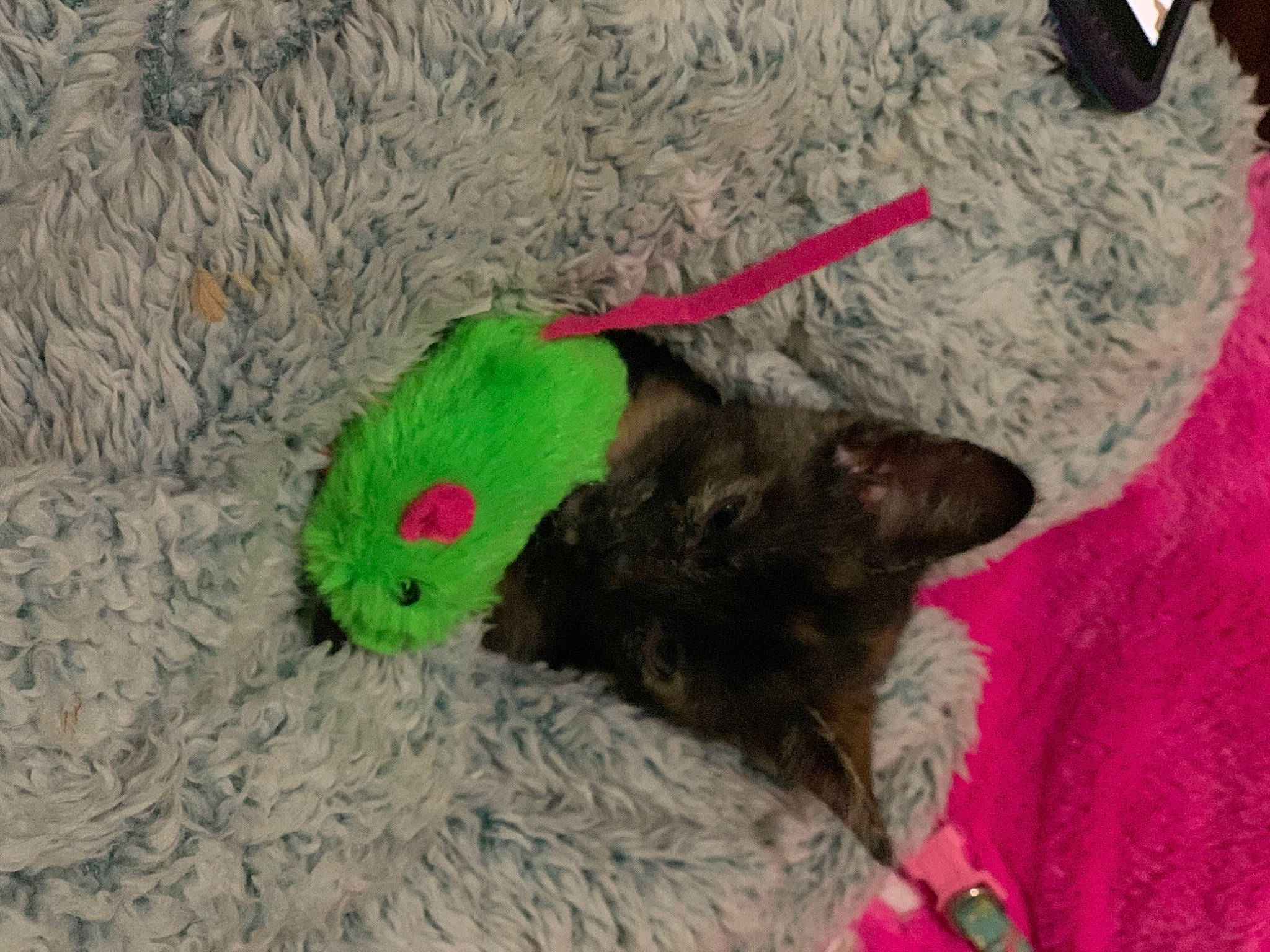 Dahlia is registered to the contest to win money with this photo: cairn_terrier, canidae, carnivore, dog_breed, fawn, muridae, puppy, rat, tail