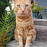 Caramel a rejoint le concours — aidez-le/la à gagner de superbes lots ! animal, cat, closeup, daylight, ears, eyes, feline, ferns, fur, nature, nose, orange_tabby, outdoor, pet, plants, portrait, sitting, stairs, stone, whiskers