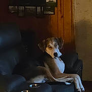 Koa joined the competition — help win amazing prizes! dog, pet, animal, recliner, chair, living_room, indoor, home, sitting, lounging, sleepy, side_eye, long_legs, paws, brown_and_white, portrait, furniture, wood_paneling, framed_pictures, pet_bowls