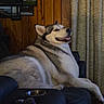 dog, husky, siberian_husky, canine, pet, animal, smiling, open_mouth, sitting, lounging, indoor, armchair, wood_paneling, curtains, cozy, portrait, fluffy, black_and_white, brown_and_white, home