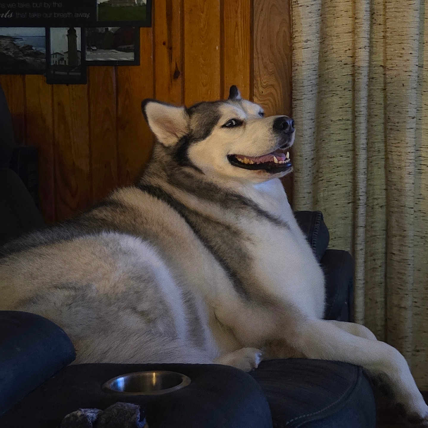 Sakira joined the competition — help win amazing prizes! dog, husky, siberian_husky, canine, pet, animal, smiling, open_mouth, sitting, lounging, indoor, armchair, wood_paneling, curtains, cozy, portrait, fluffy, black_and_white, brown_and_white, home