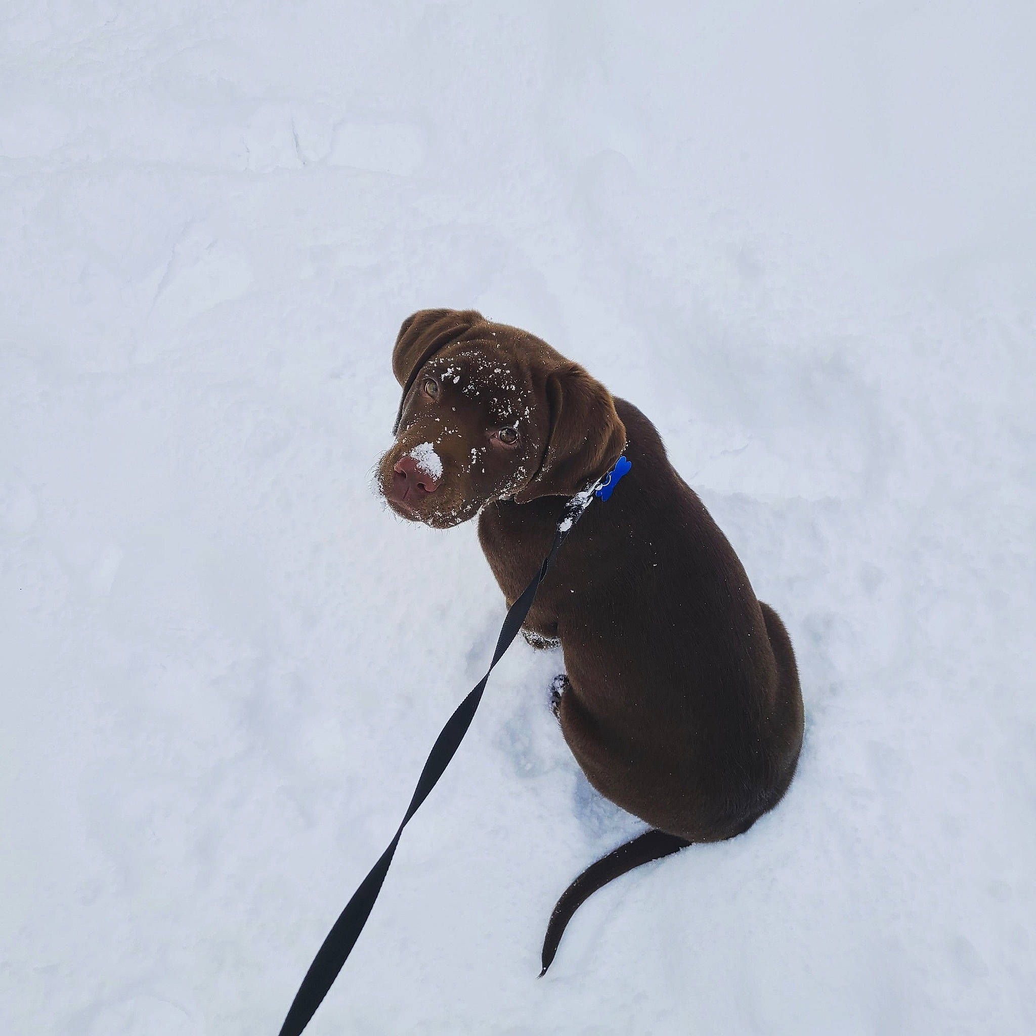 Odin is registered to the contest to win money with this photo: canidae, carnivore, collar, companion_dog, dog, dog_breed, dog_collar, eyewear, fawn, fur, leash, liver, pet_supply, snout, snow, sporting_group, tail, whiskers, winter, working_animal