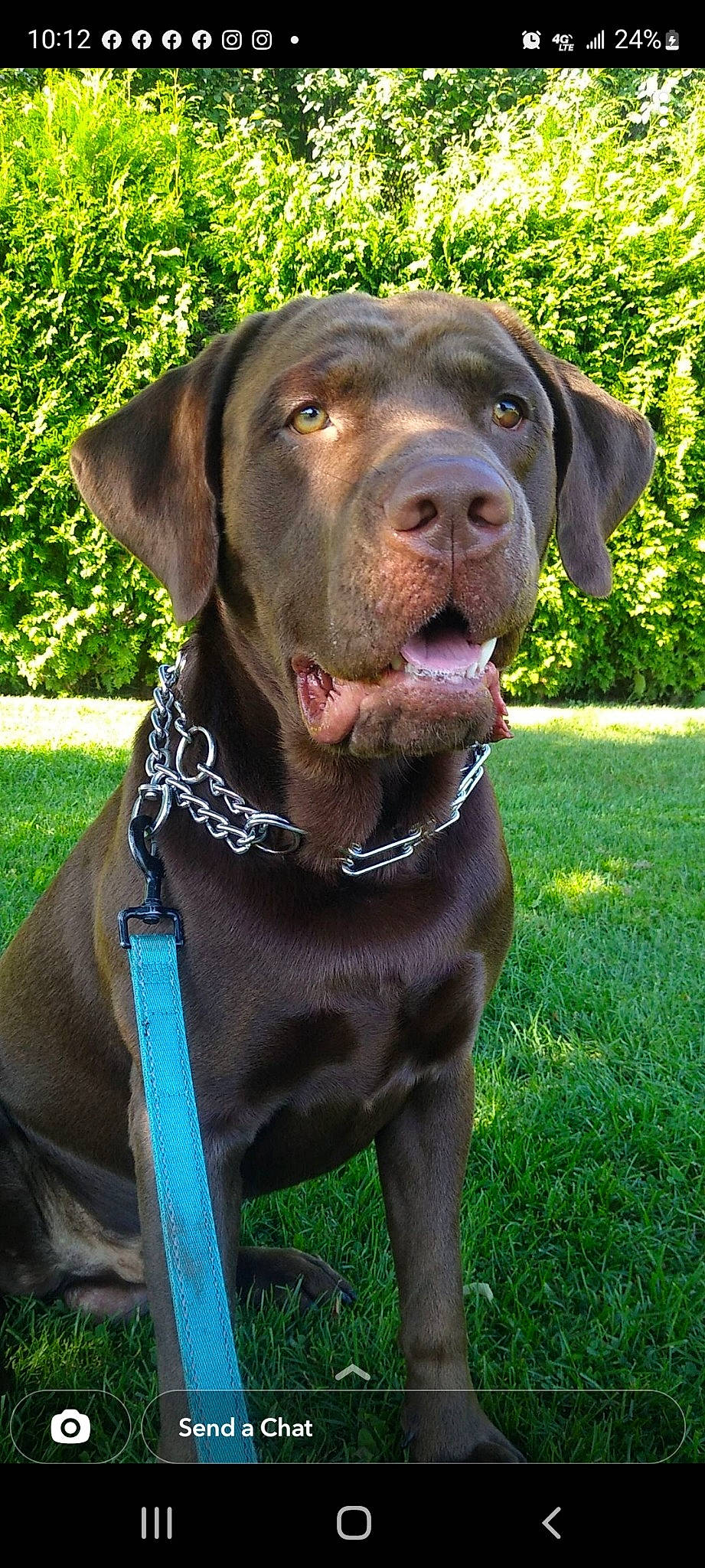 Odin is registered to the contest to win money with this photo: borador, carnivore, collar, companion_dog, dog, dog_breed, dog_collar, dog_supply, fawn, grass, gun_dog, liver, pet_supply, plant, snout, sporting_group, terrestrial_animal, whiskers, working_animal, working_dog