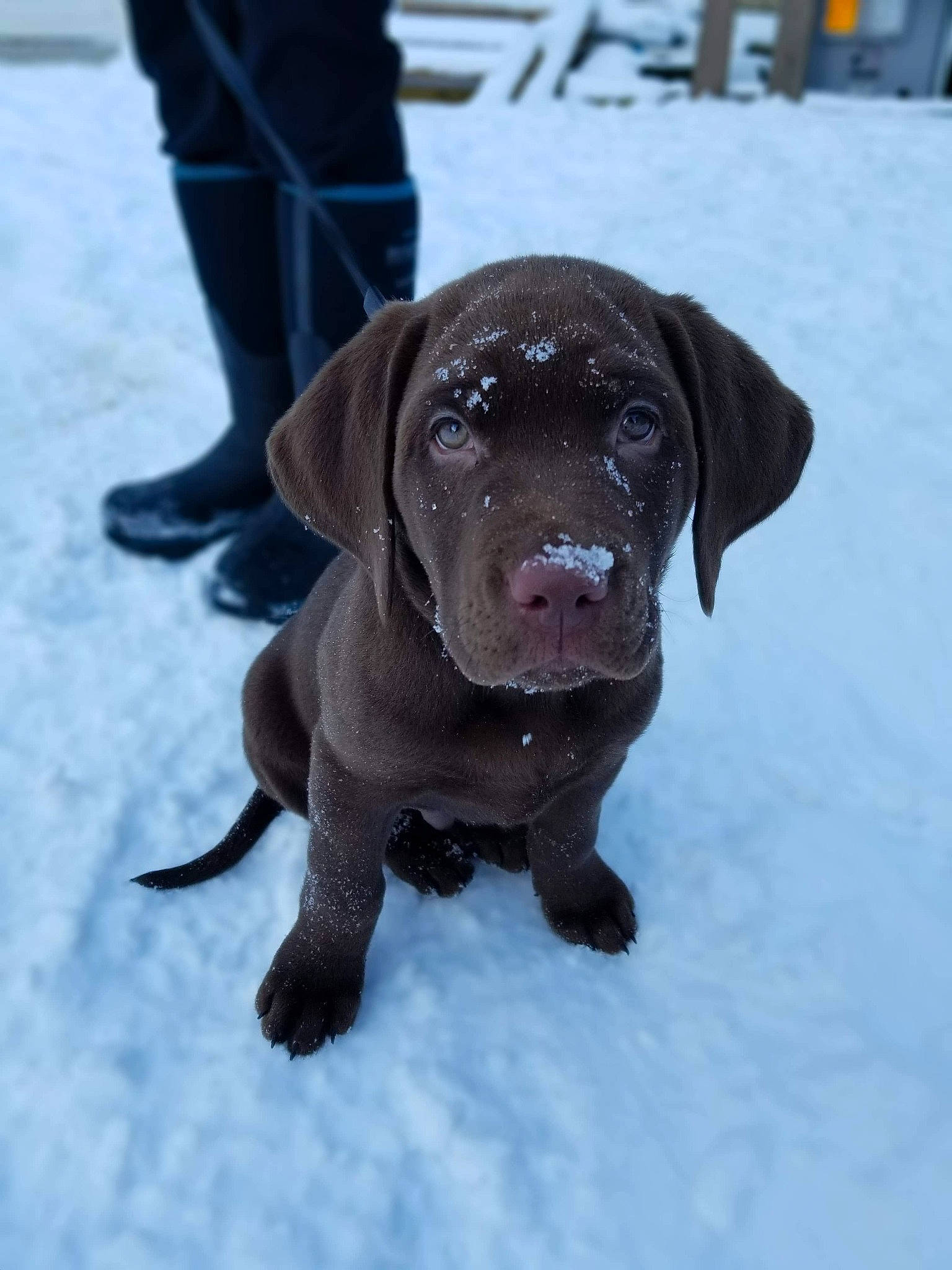 Odin joined the competition — help win amazing prizes! borador, canidae, carnivore, collar, companion_dog, dog, dog_breed, dog_collar, fawn, fur, gun_dog, hunting_dog, liver, snout, snow, sporting_group, terrestrial_animal, whiskers, winter, working_animal