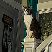 Bean joined the competition — help win amazing prizes! cat, indoor, staircase, railing, post, curtain, door, keys, pet, feline, white_and_gray, sitting, household, window, decor, domestic_animal, alert, portrait, furniture, home