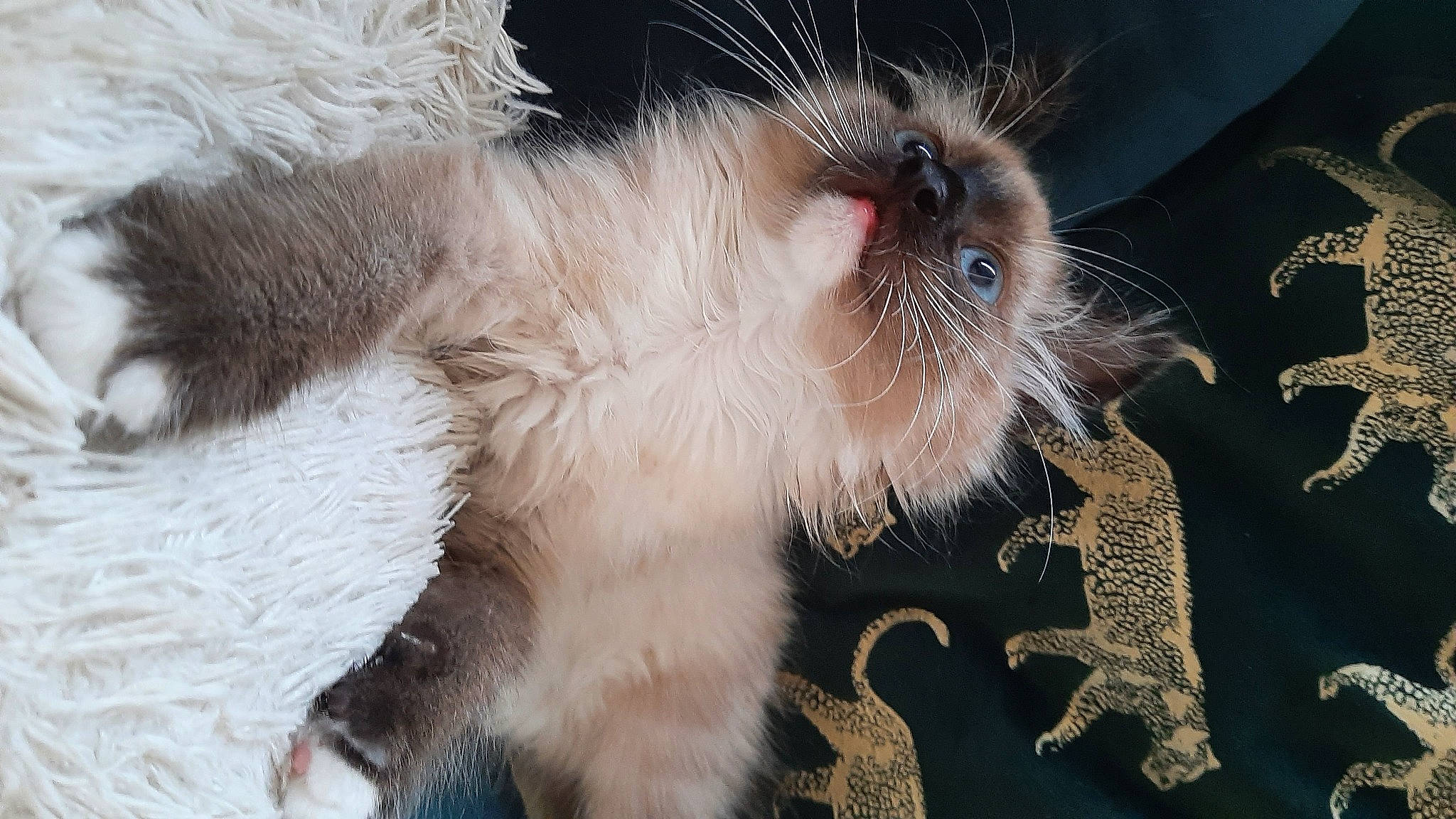 Chopin participe au concours pour gagner de l'argent avec cette photo : birman, carnivore, cat, claw, curious, event, fawn, felidae, fur, laperm, paw, ragdoll, siamese, small_to_medium_sized_cats, snout, tail, terrestrial_animal, whiskers