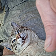 Mr Aberdeanie Weenie joined the competition — help win amazing prizes! cat, feline, pet, whiskers, teeth, tongue, close_up, indoor, human_hand, thumb, t_shirt, bedding, blanket, carpet, striped_rug, surprised_expression, blue_eyes, fur, portrait, playful