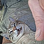 cat, feline, pet, whiskers, teeth, tongue, close_up, indoor, human_hand, thumb, t_shirt, bedding, blanket, carpet, striped_rug, surprised_expression, blue_eyes, fur, portrait, playful
