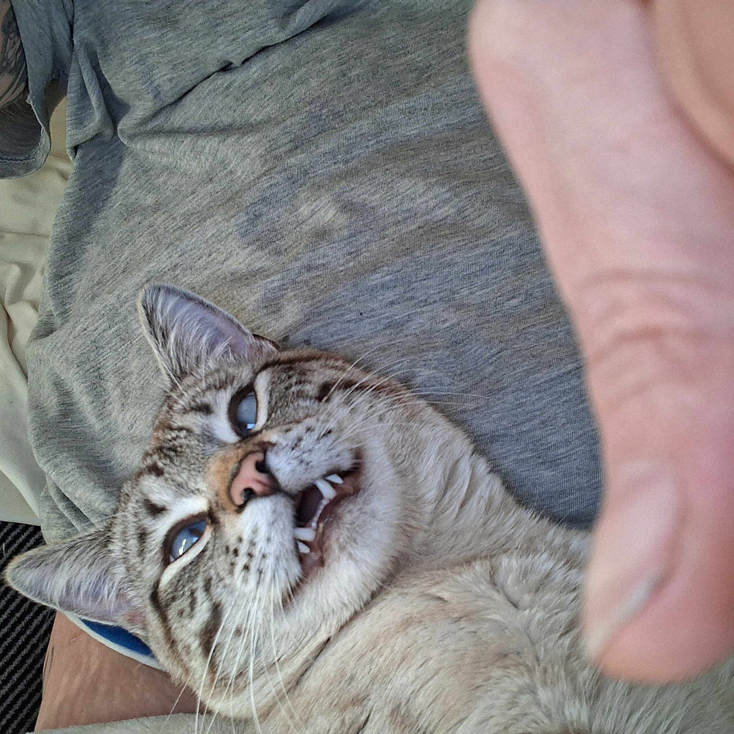 Mr Aberdeanie Weenie joined the competition — help win amazing prizes! bedding, blanket, blue_eyes, carpet, cat, close_up, feline, fur, human_hand, indoor, pet, playful, portrait, striped_rug, surprised_expression, t_shirt, teeth, thumb, tongue, whiskers