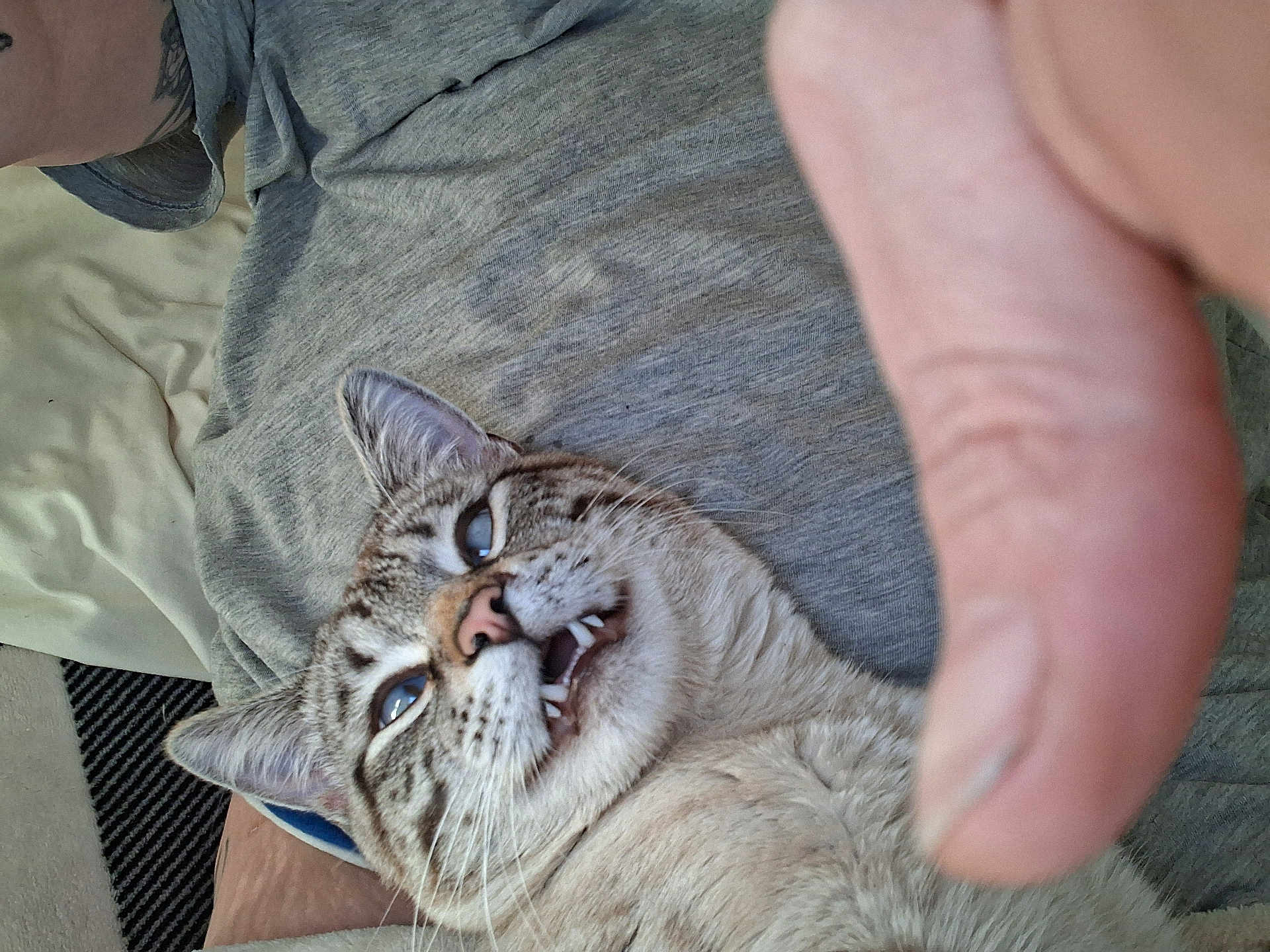 Mr Aberdeanie Weenie joined the competition — help win amazing prizes! cat, feline, pet, whiskers, teeth, tongue, close_up, indoor, human_hand, thumb, t_shirt, bedding, blanket, carpet, striped_rug, surprised_expression, blue_eyes, fur, portrait, playful