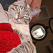 Mr Aberdeanie Weanie is registered to the contest to win money with this photo: animal, arm, cat, close_up, comfort, cozy, feline, home, indoor, mirror, peaceful, pet, red_blanket, reflection, relaxation, resting, sleeping, soft, striped_fur, tattoo