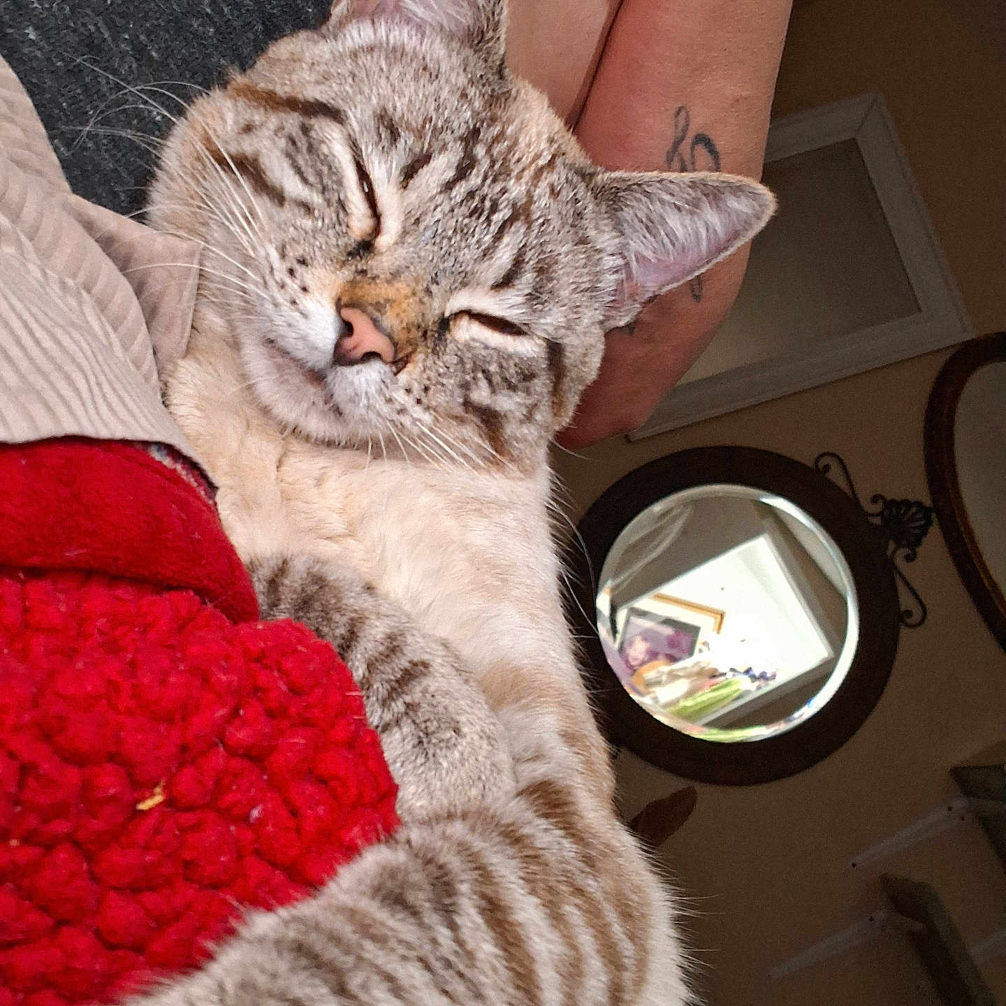 Mr Aberdeanie Weanie