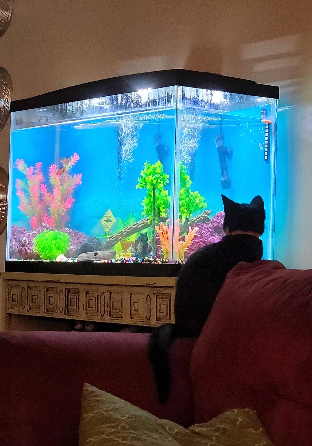 Pringles is registered to the contest to win money with this photo: aquarium, art, comfort, design, display_device, electric_blue, electronic_device, flat_panel_display, gadget, interior_design, marine_biology, multimedia, organism, output_device, plant, purple, technology, television_set, vertebrate, world