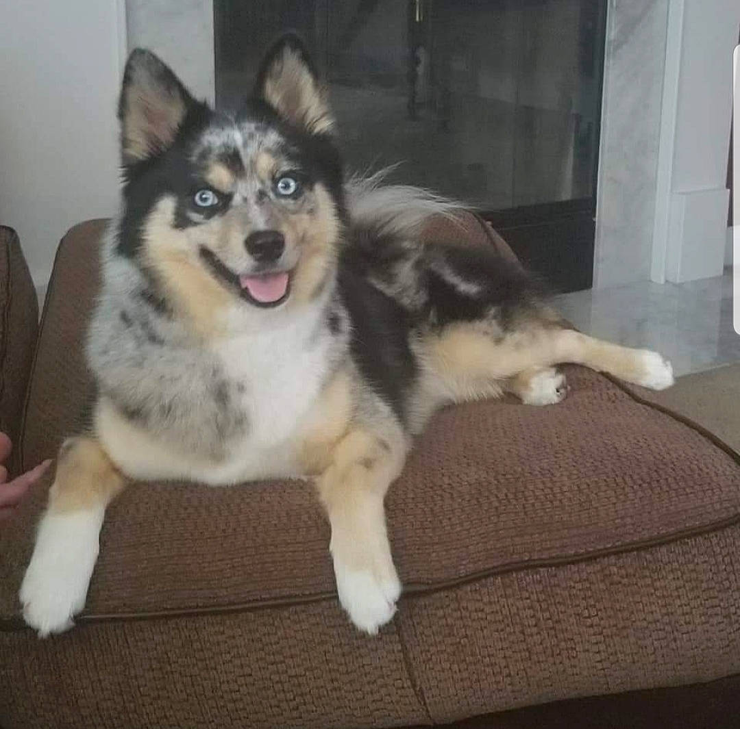 Tucker joined the competition — help win amazing prizes! alaskan_klee_kai, alaskan_malamute, canadian_eskimo_dog, canidae, carnivore, dog, dog_breed, lapponian_herder, mammal, native_american_indian_dog, rare_breed_dog, sakhalin_husky, seppala_siberian_sleddog, siberian_husky, sled_dog, snout, tamaskan_dog, utonagan, vertebrate, wolfdog