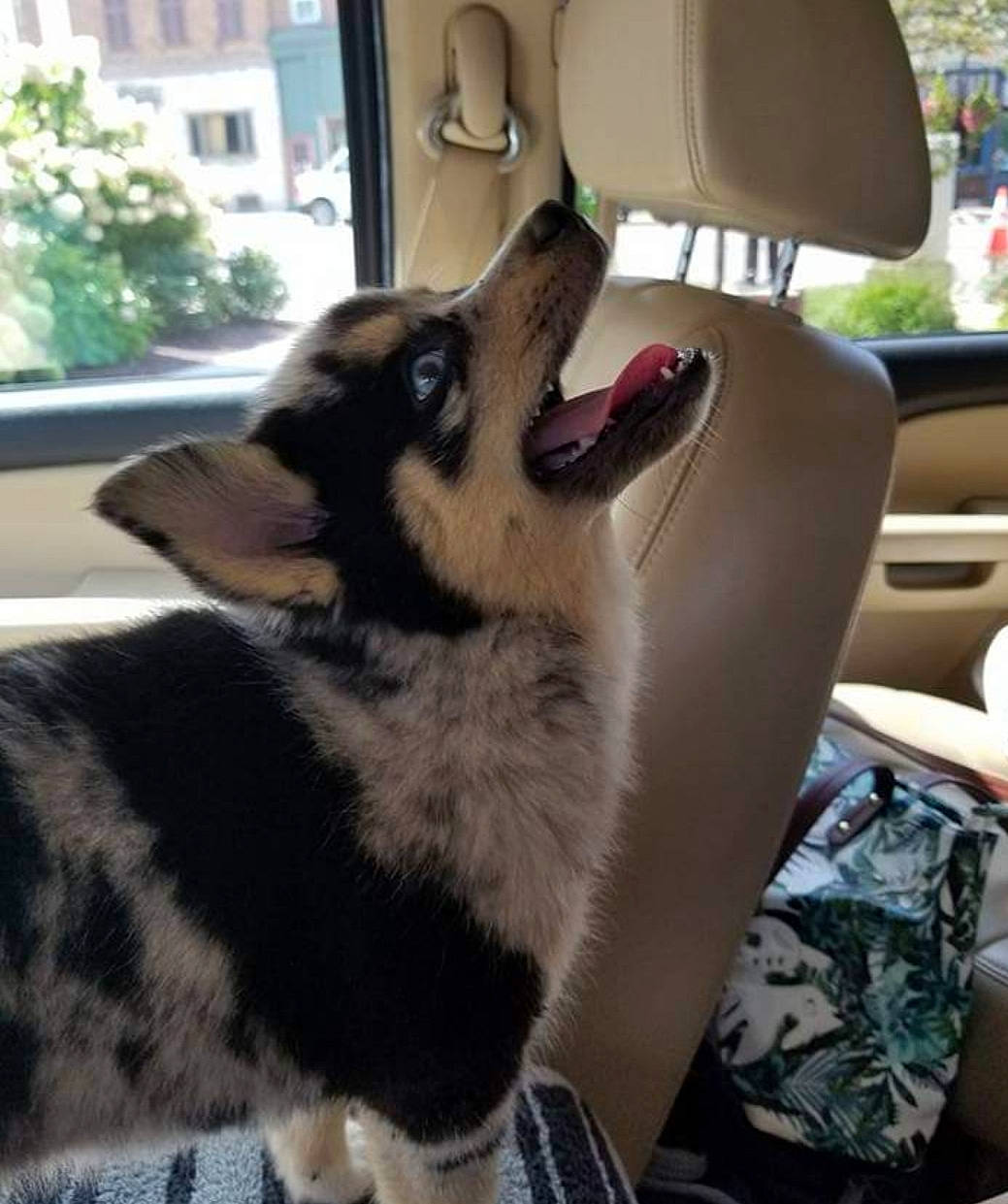 Tucker joined the competition — help win amazing prizes! canidae, car_seat, carnivore, dog, dog_breed, siberian_husky