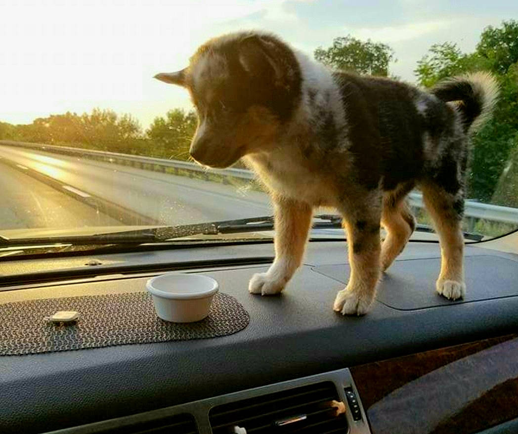 Tucker is registered to the contest to win money with this photo: auto_part, automotive_window_part, canidae, car, carnivore, companion_dog, dog, dog_breed, fawn, glass, road, sporting_group, vehicle, wheel, window, windshield