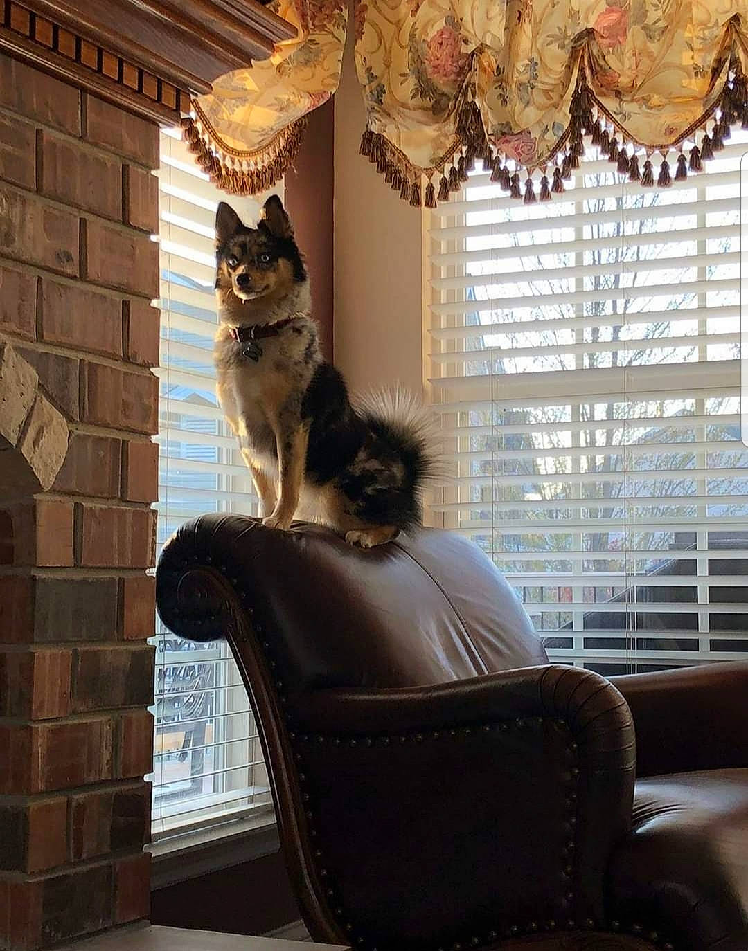 Tucker is registered to the contest to win money with this photo: carnivore, cat, chair, curtain, fawn, felidae, fur, furniture, home, house, interior_design, maine_coon, room, small_to_medium_sized_cats, textile, whiskers, window, window_blind, window_covering, window_treatment