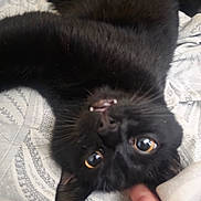 Jager joined the competition — help win amazing prizes! animal, bed, black_cat, blanket, cat, cute, domestic, ear, eye, face, feline, finger, mouth, nose, pattern, paw, pet, teeth, upside_down, whiskers