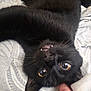 animal, bed, black_cat, blanket, cat, cute, domestic, ear, eye, face, feline, finger, mouth, nose, pattern, paw, pet, teeth, upside_down, whiskers