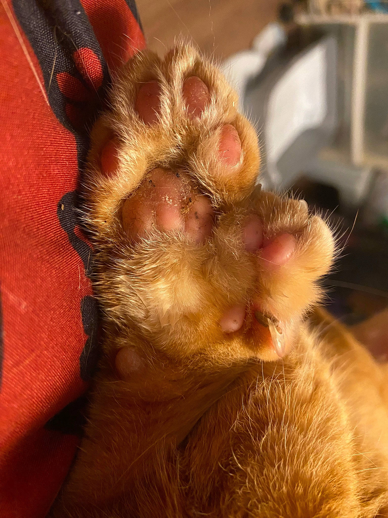 Thumbs joined the competition — help win amazing prizes! carnivore, cat, claw, domestic_short_haired_cat, ear, eye, fawn, felidae, foot, fur, human_leg, paw, plant, small_to_medium_sized_cats, snout, tail, terrestrial_animal, whiskers, wildlife