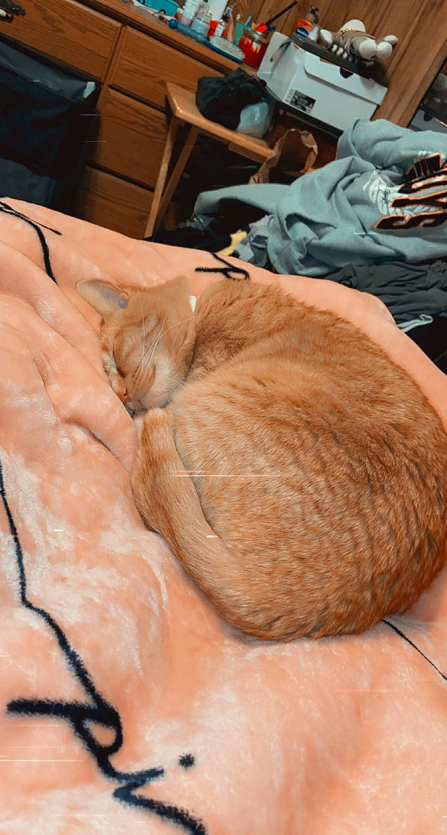 Thumbs is registered to the contest to win money with this photo: bag, cat, chair, comfort, fawn, felidae, flesh, fur, human_leg, linens, liver, luggage_and_bags, room, small_to_medium_sized_cats, whiskers, wood, working_animal, wrinkle