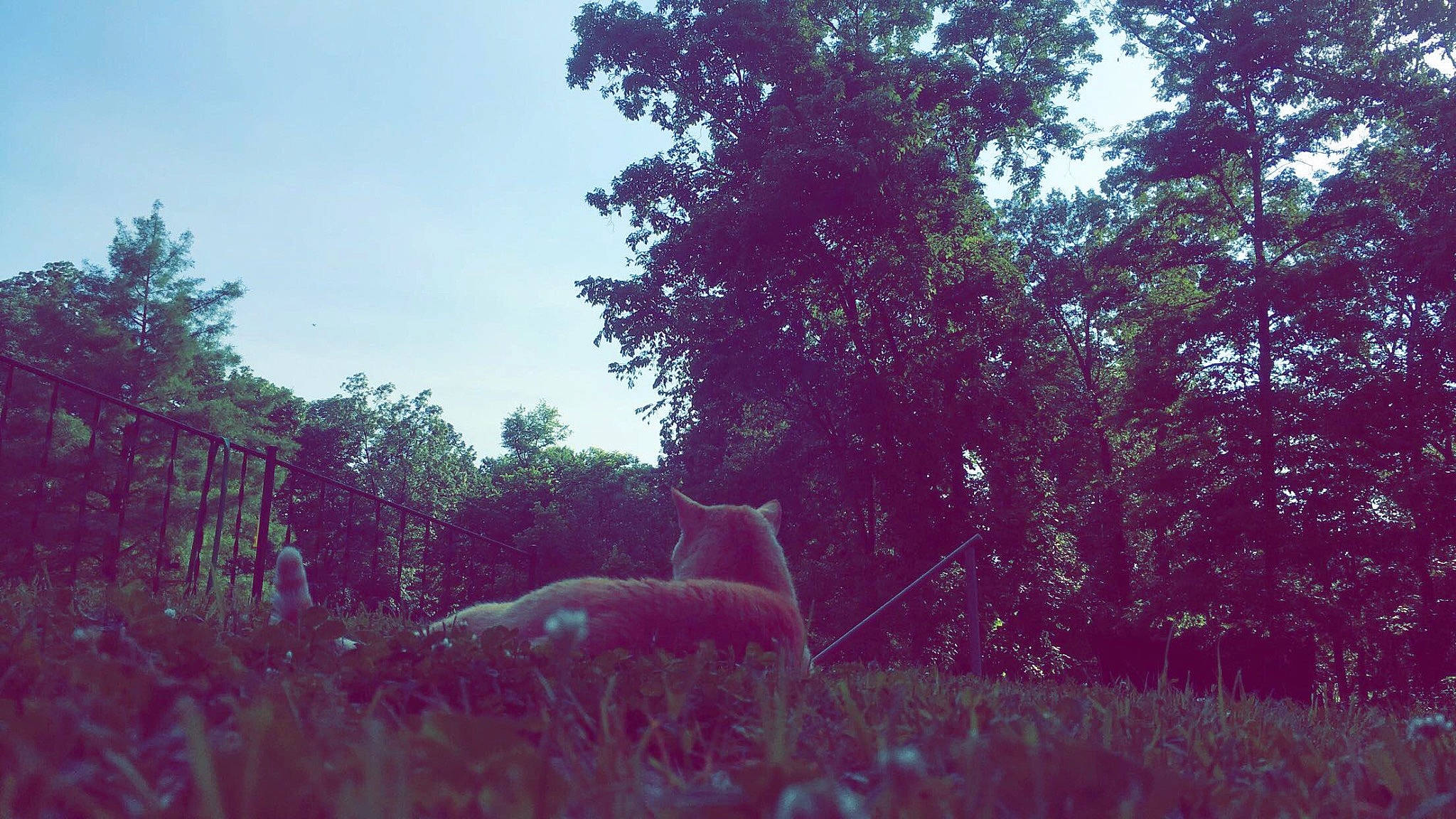 Thumbs is registered to the contest to win money with this photo: carnivore, fawn, felidae, forest, grass, grassland, landscape, lens_flare, magenta, meadow, natural_landscape, plant, shrub, sky, small_to_medium_sized_cats, tail, tints_and_shades, tree, wood, woodland