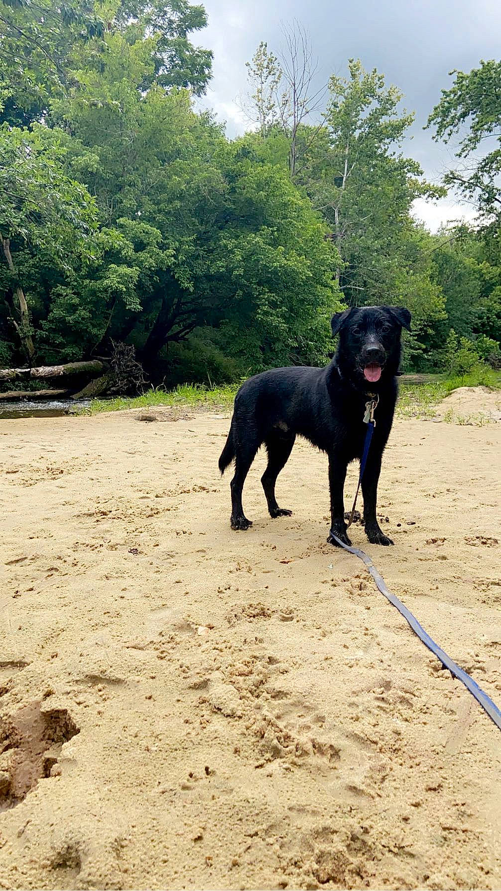 Norman is registered to the contest to win money with this photo: canidae, carnivore, collar, companion_dog, dog, dog_breed, dog_collar, grass, guard_dog, gun_dog, landscape, plant, retriever, sky, soil, sporting_group, tail, tree, working_animal, working_dog